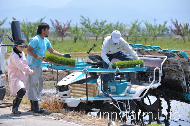 平成27年度も田植えを行いました