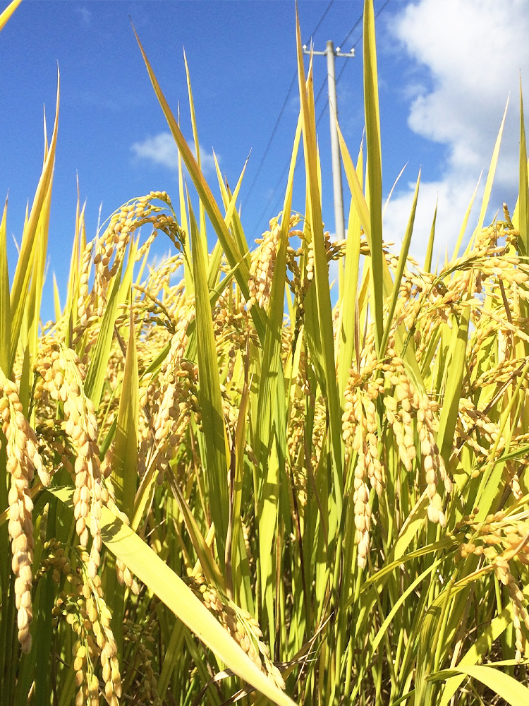 株式会社Sunny Farm小関