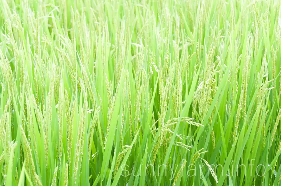 美味しいお米に育てあげる!防除期間真っ最中です!