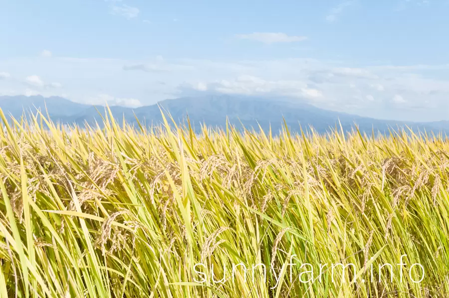 2015年産新米、収穫が無事に完了しました!